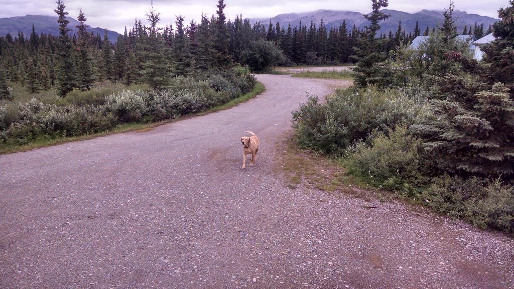 Denali'S Alaskan Spruce Cabins Хили Экстерьер фото